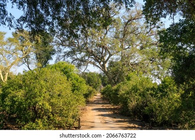 Riverine Road In Mapungubwe National Park