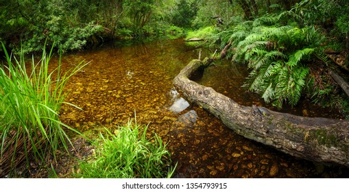 Riverine View. Forest Stream. Garden Route. Western Cape. South Africa.