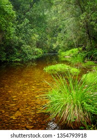 Riverine View. Forest Stream. Garden Route. Western Cape. South Africa.