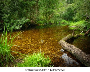 Riverine View. Forest Stream. Garden Route. Western Cape. South Africa.