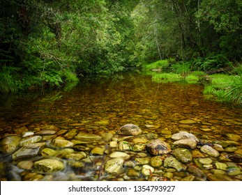 Riverine View. Forest Stream. Garden Route. Western Cape. South Africa.