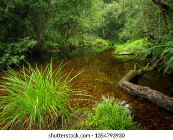 Riverine View. Forest Stream. Garden Route. Western Cape. South Africa.