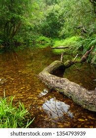 Riverine View. Forest Stream. Garden Route. Western Cape. South Africa.