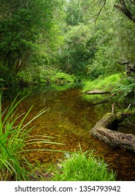 Riverine View. Forest Stream. Garden Route. Western Cape. South Africa.