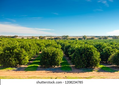 Riverland Citrus Orchard , South Australia