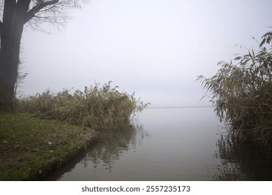 Rivershore with a cloudy day partly framed by reeds on a foggy day in a park in the italian countryside - Powered by Shutterstock