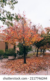 Riverside, California USA - 12 27 2021: The Campus Landscape Of University Of California (UC) Riverside