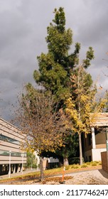 Riverside, California USA - 12 27 2021: The Campus Landscape Of University Of California (UC) Riverside