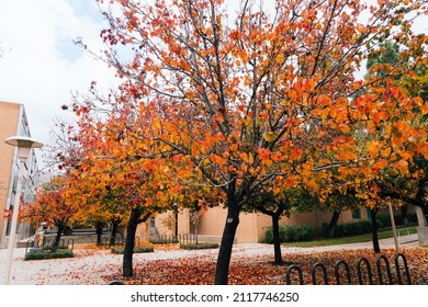 Riverside, California USA - 12 27 2021: The Campus Landscape Of University Of California (UC) Riverside