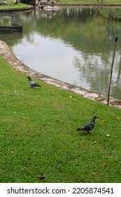 Riverside Grass With 2 Pigeons