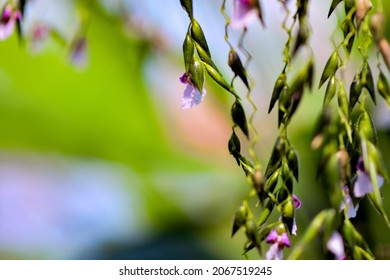 Riverside Grass Flowers, Grass Flower.