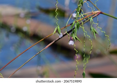 Riverside Grass Flowers, Grass Flower.