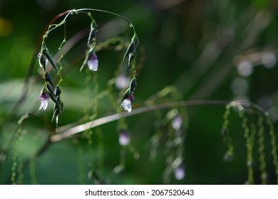 Riverside Grass Flowers, Grass Flower.