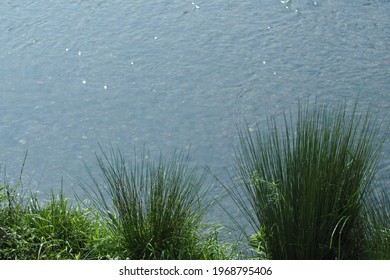 Riverside Grass  Water Surface Spring