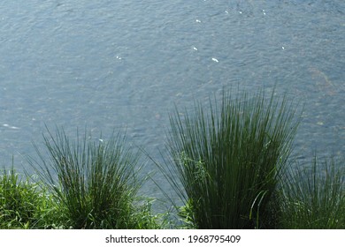 Riverside Grass  Water Surface Spring