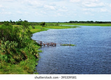 Riverside With Green Vegetation At Myakka River State Park 