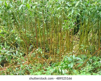 Riverside plants