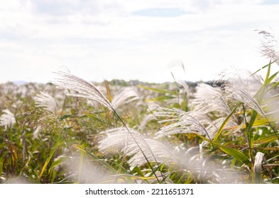 Riverside Scenery With Silver Grass