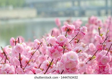 The riverside 榆叶梅 spring river flowers flourish
