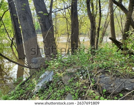 Riverside view though the trees 