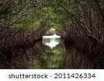 Riverway through mangrove trees in the swamp of the everglades in Everglade City, Florida.