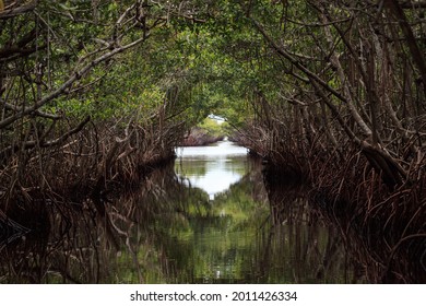 Riverway Through Mangrove Trees In The Swamp Of The Everglades In Everglade City, Florida.