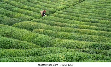 1,018 Karadeniz tea Images, Stock Photos & Vectors | Shutterstock