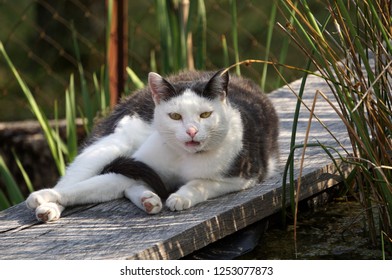 Rizzi the cat watching and resting on the wooden side of the pond                              