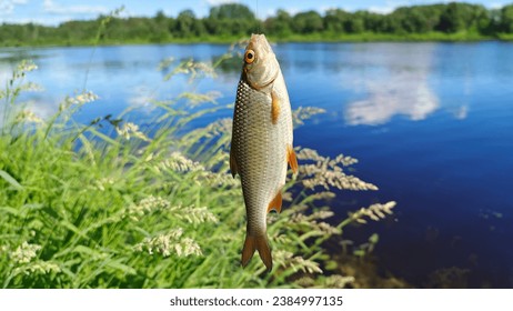 A roach caught by a fisherman by the lip hangs on a metal hook tied to the line. The river has grassy banks. There are bushes and trees growing on the far bank. Sunny summer weather
