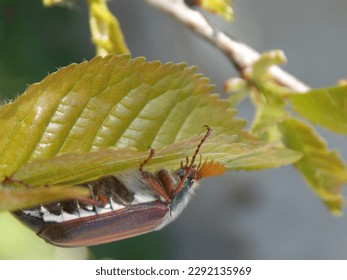 a roach crawls on a green leaf