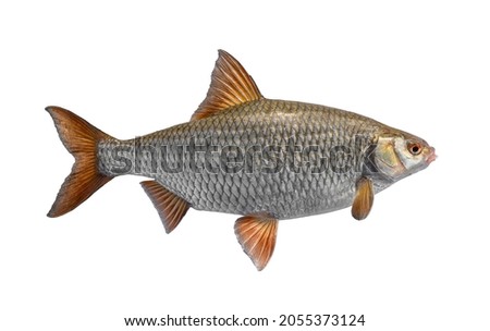 Roach fish. Big alive european roach isolated on white background