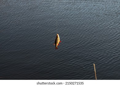 A Roach Fish Hanging On The Hook