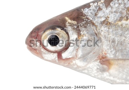 Roach fish head isolated white background. Close-up.