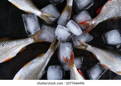 Roach fish or rutilus fish on black metal background with pieces of ice