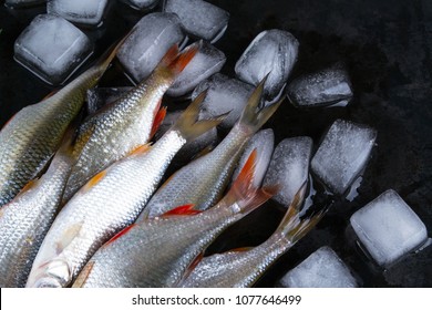 Roach fish or rutilus fish on black metal background with pieces of ice