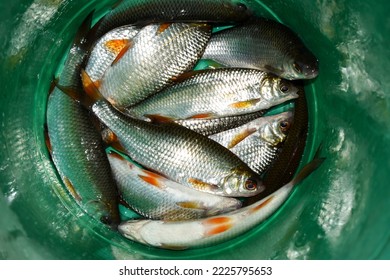 Roach fish with silvery scales and orange fins in a green bucket, top view