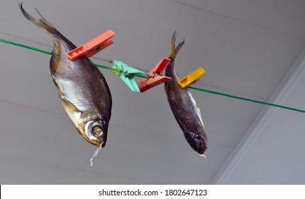 Roach hangs on a rope. Drying fish, ramming.