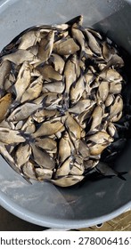 roach rutilus rutilus bream abramis brama biomanipulation pest fish reduction in freshwater reservoir in czech republic cyprinid fish species white fish consume zooplankton that reduce algae in water