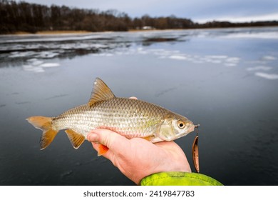 Roach - winter suprise trophy on pilk bait