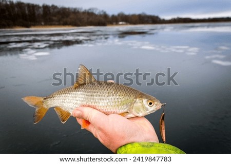 Roach - winter suprise trophy on pilk bait