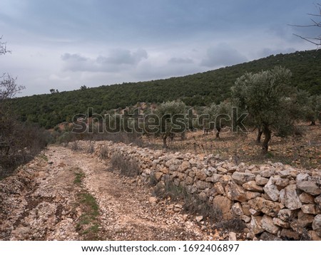 Roack road running through olive tree fields delimited by stone walls, near Ajloun, Jordan. Stormy sky. 