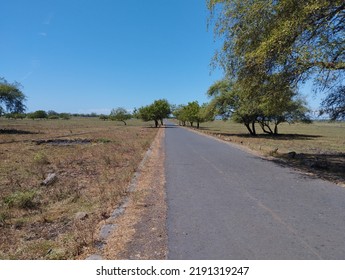 Road Across Bekol Savana Baluran