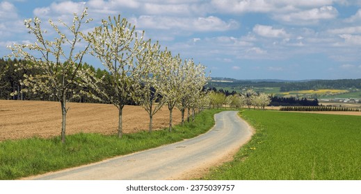 road and alley of flowering cherry trees in latin Prunus cerasus with beautiful sky. White colored flowering cherrytree 