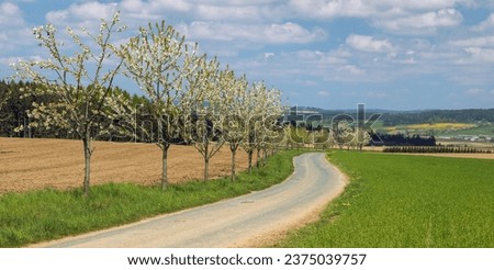 road and alley of flowering cherry trees in latin Prunus cerasus with beautiful sky. White colored flowering cherrytree 