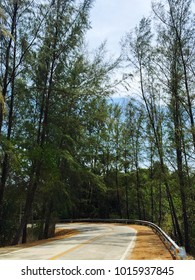 Road among trees