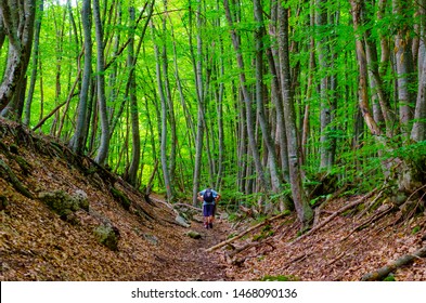 The road among trees.A path with a forest climbing in the summer.