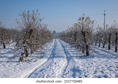 Road In Apple Orchard During Winter In Rogow Village, Lodz Province In Poland