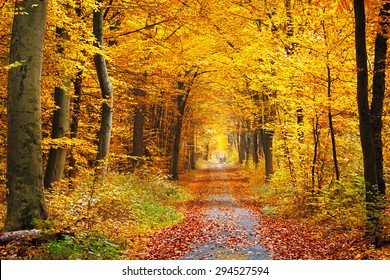 Autumn Path Hd Stock Images Shutterstock