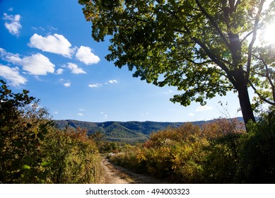 The road from the autumn forest - Shutterstock ID 494003323