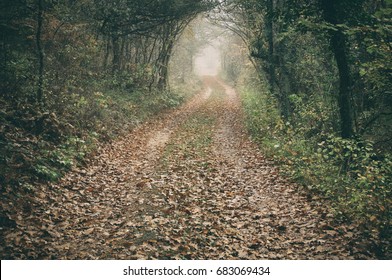 road in the autumn forest